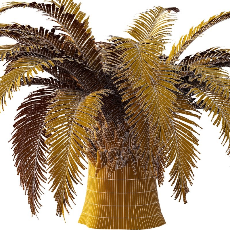 Sago Palm Tree 01 Image 6