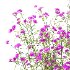 Verbena Bonariensis Plant 02 - Thumbnail 2