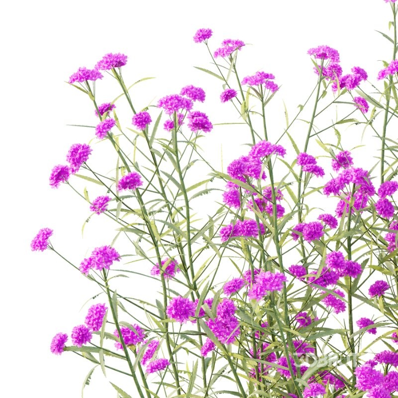 Verbena Bonariensis Plant 02 Image 2