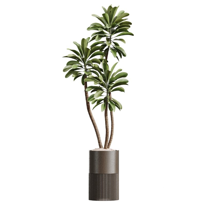 AV Indoor Plants Set 424 Yucca Palm and Elegant Monstera and Olive Tree and Euphorbia Drupifera Image 1