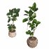 Ficus Elastica Plant Clay Stone Pot - Thumbnail 2