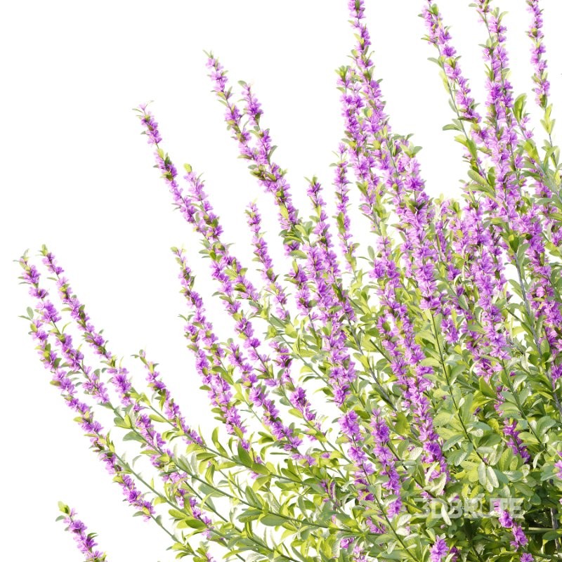 Leucophyllum frutescens Echium candicans Pride of Madeira Bush Image 6