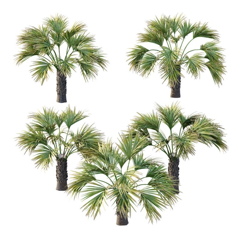Washingtonia Robusta Palm Tree 04 Image 1