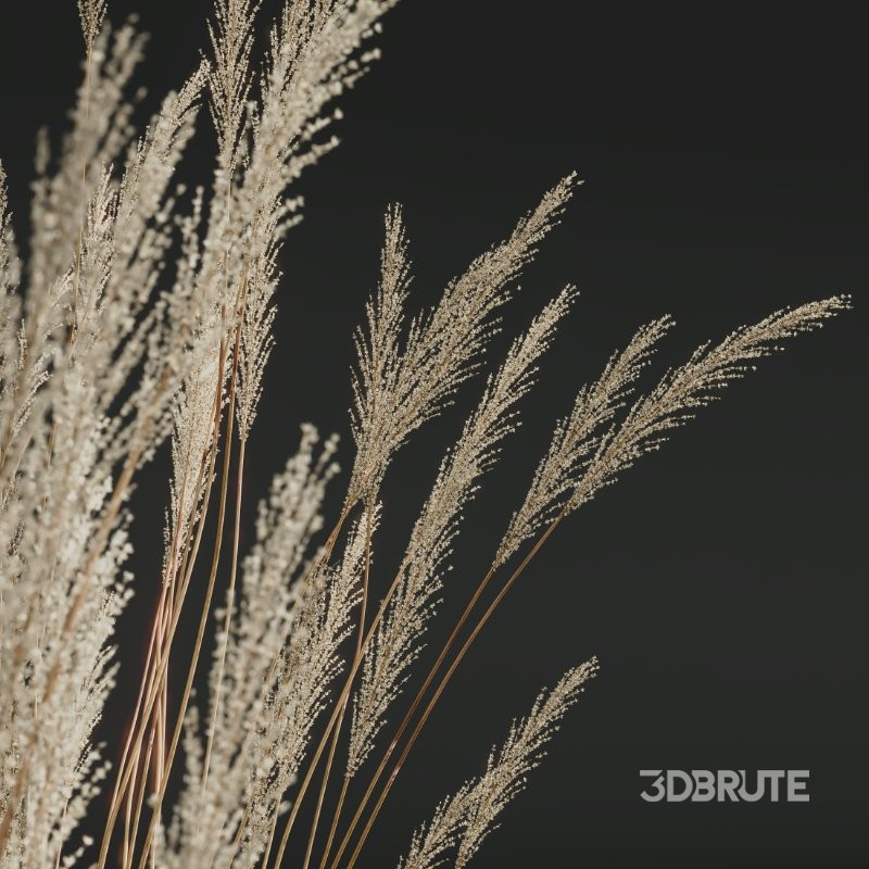 ntal grass set. Featuring the iconic Calamagrostis Acutiflora ‘Karl Foerster’—known for its tall, upright plumes—and the soft, arching forms of Stipa Arundinacea (Anemanthele Lessoniana), this collection captures the subtle beauty and dynamic movement of real-world meadow vegetation. Image 2