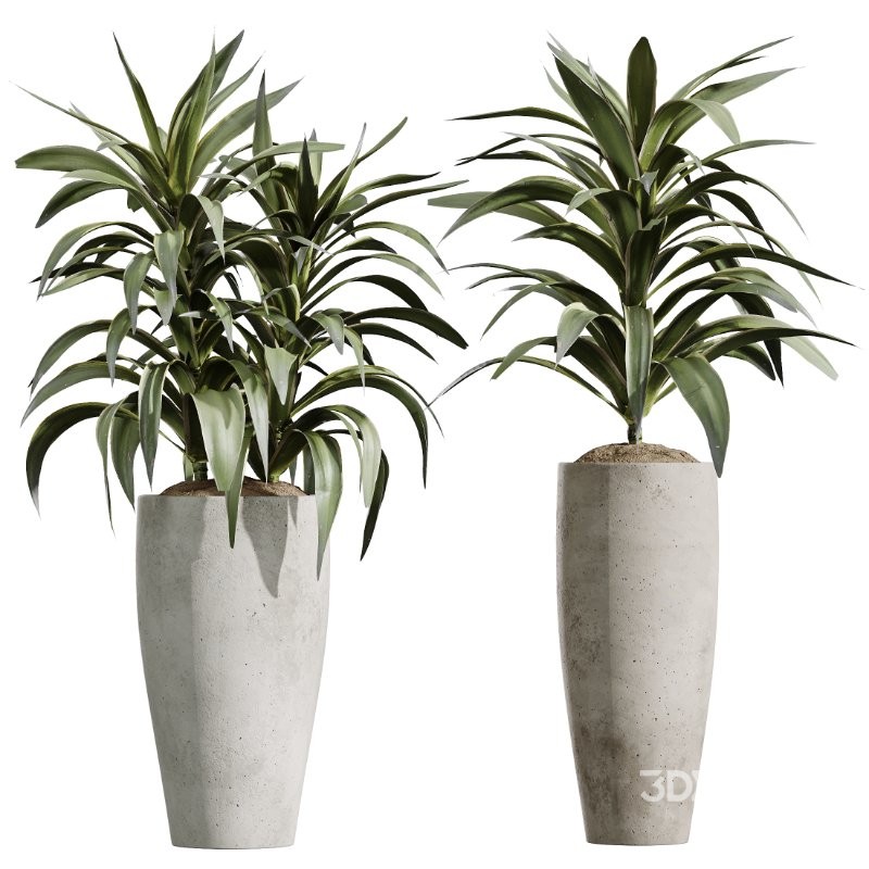 AV Indoor Plants Set 425 Spathiphyllum Wallisii Warneckii Lemon Ficus Marginata Cunjevoi Alocasia Image 2