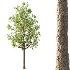 Diffrent Tilia platyphyllos Tree 002 - Thumbnail 3