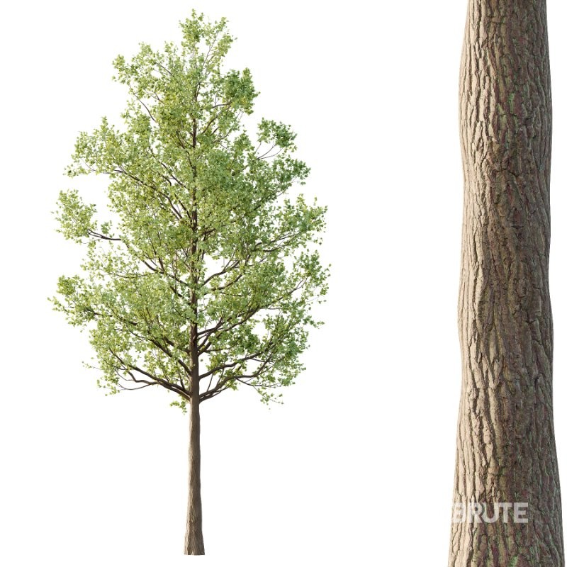 Diffrent Tilia platyphyllos Tree 002 Image 3