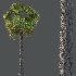 Washingtonia Robusta Palm Tree 01 - Thumbnail 5