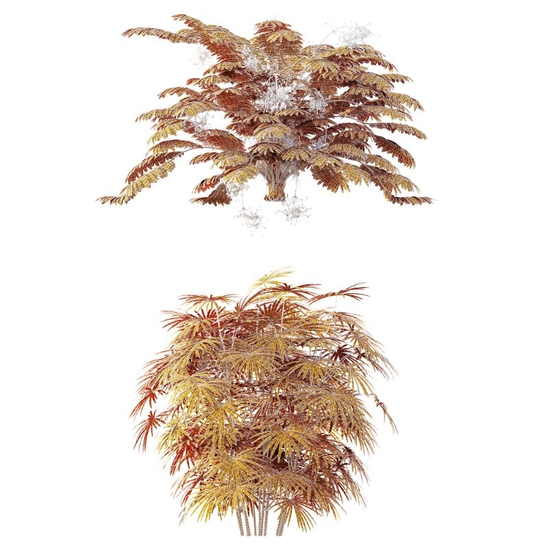 AV Angiopteris Fokiensis Fern Forest and Rhapis Excelsa Image 15