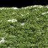 AV Angiopteris Fokiensis Fern Forest and Rhapis Excelsa - Thumbnail 11