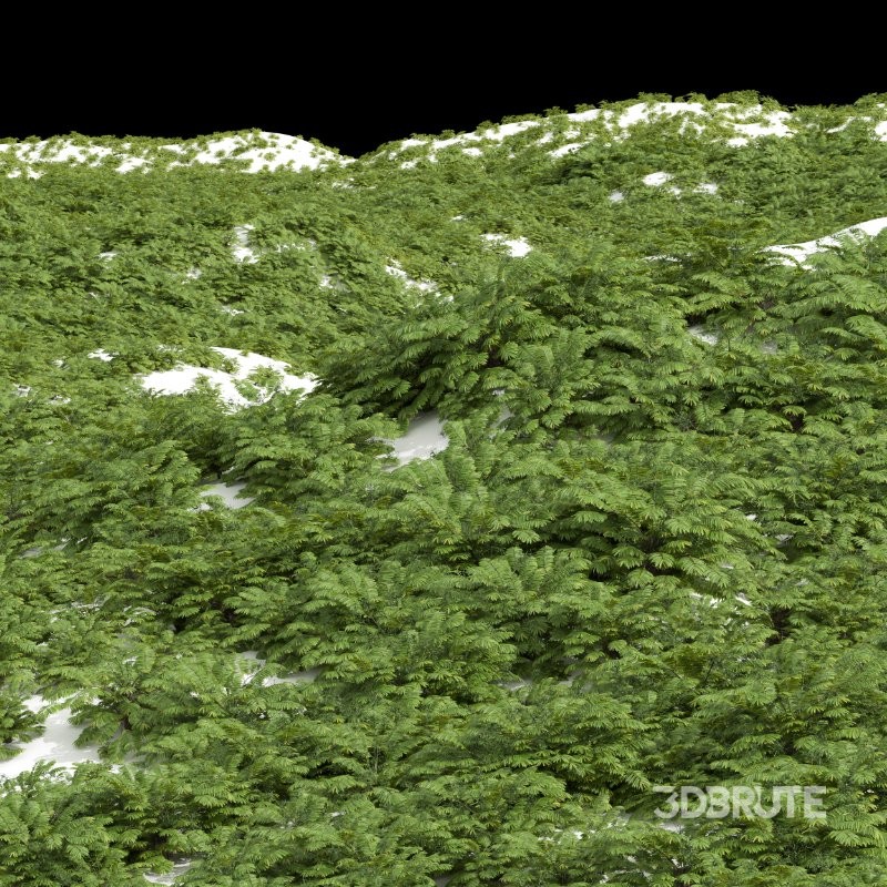 AV Angiopteris Fokiensis Fern Forest and Rhapis Excelsa Image 11