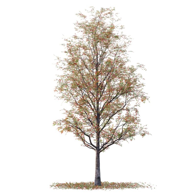 Rowan tree 19 Image 6