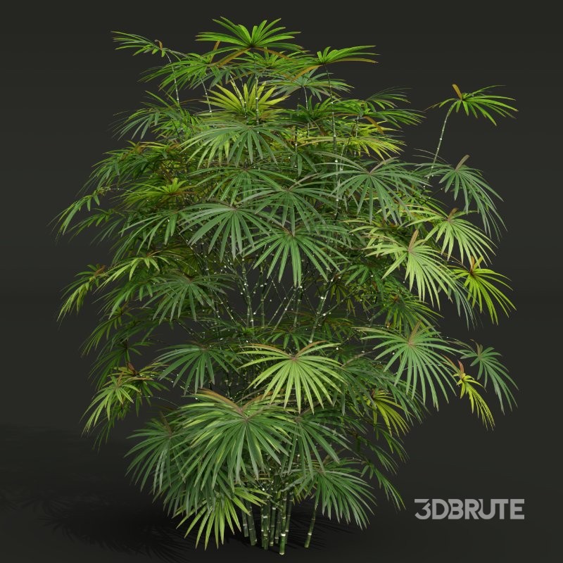 AV Angiopteris Fokiensis Fern Forest and Rhapis Excelsa Image 6