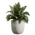 AV Indoor Plants Set 425 Spathiphyllum Wallisii Warneckii Lemon Ficus Marginata Cunjevoi Alocasia - Thumbnail 3