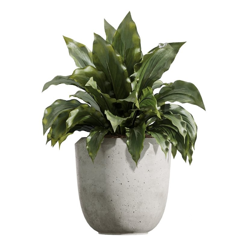 AV Indoor Plants Set 425 Spathiphyllum Wallisii Warneckii Lemon Ficus Marginata Cunjevoi Alocasia Image 3