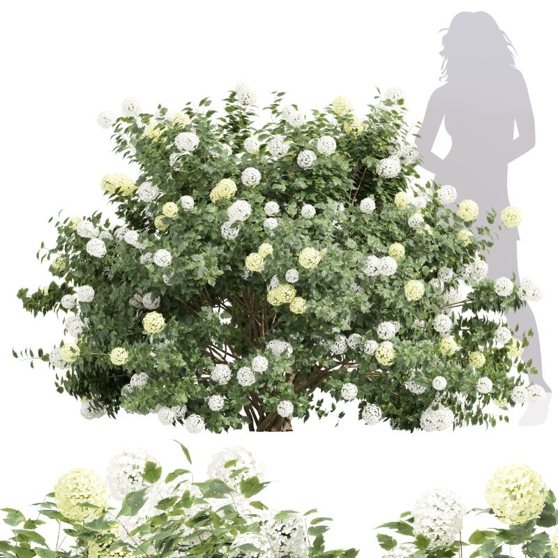 ntal planting designs. The Viburnum complements them with its elegant rounded flowers and full, textured canopy that enhances naturalistic and decorative landscapes. Image 3