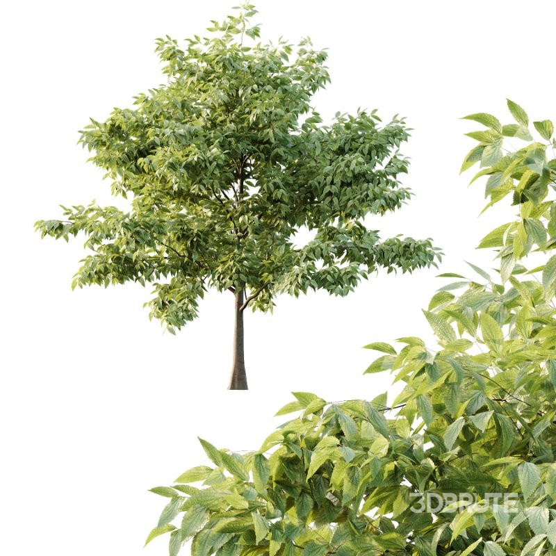 Diffrent Tree Tilia platyphyllos Celtis australis 03 Image 3