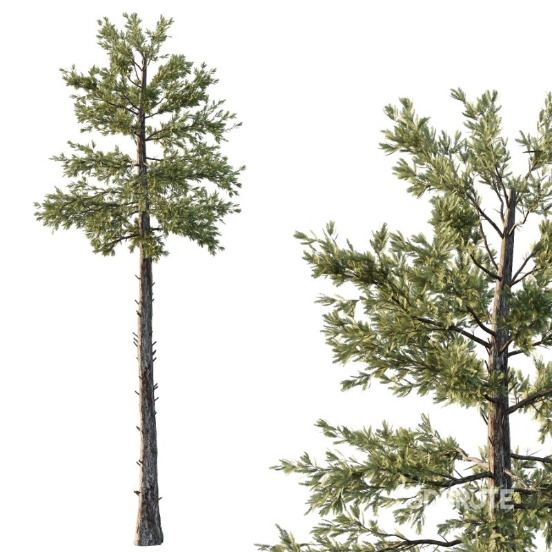 Douglas Fir Tree 02 Image 4