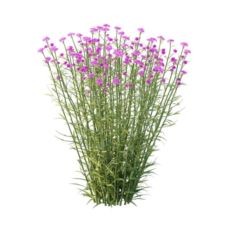 Verbena Bonariensis Plant 01 Image 3