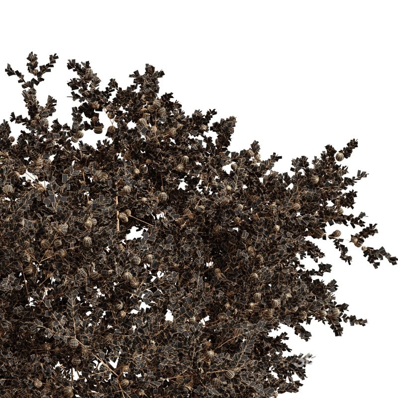 ntal quality that enhances any architectural setting. Together, these trees provide a beautiful balance of form, density, and seasonal character. Image 6