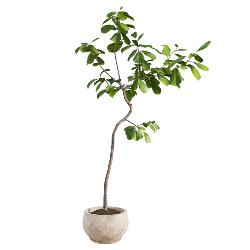 Curved Indoor Ficus Tree in Light Stone Pot Image 2