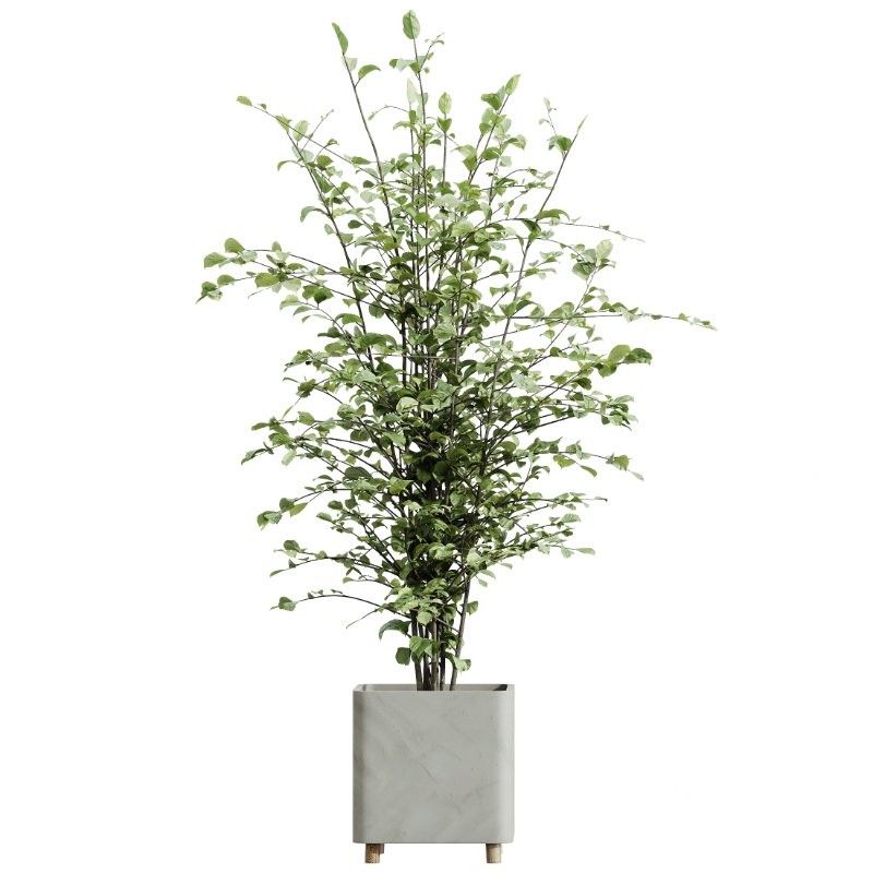 AV Indoor Plants Set 420 Alnus Glutinosa Alder and Arbequina Olive and Banana Strelitzia Nicolai Image 1