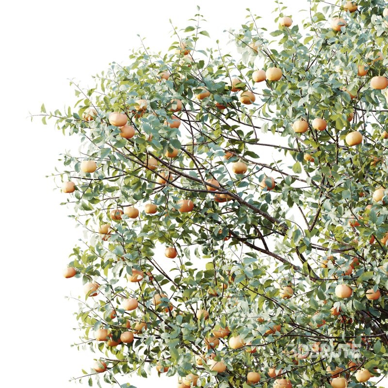 AV Plants Citrus Dancy Mandarin Tangerine Version02 Image 4