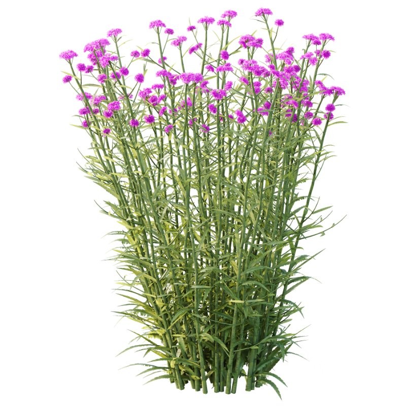 Verbena Bonariensis Plant 01 Image 2