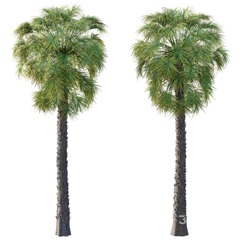 Washingtonia Robusta Palm Tree 02 Image 2