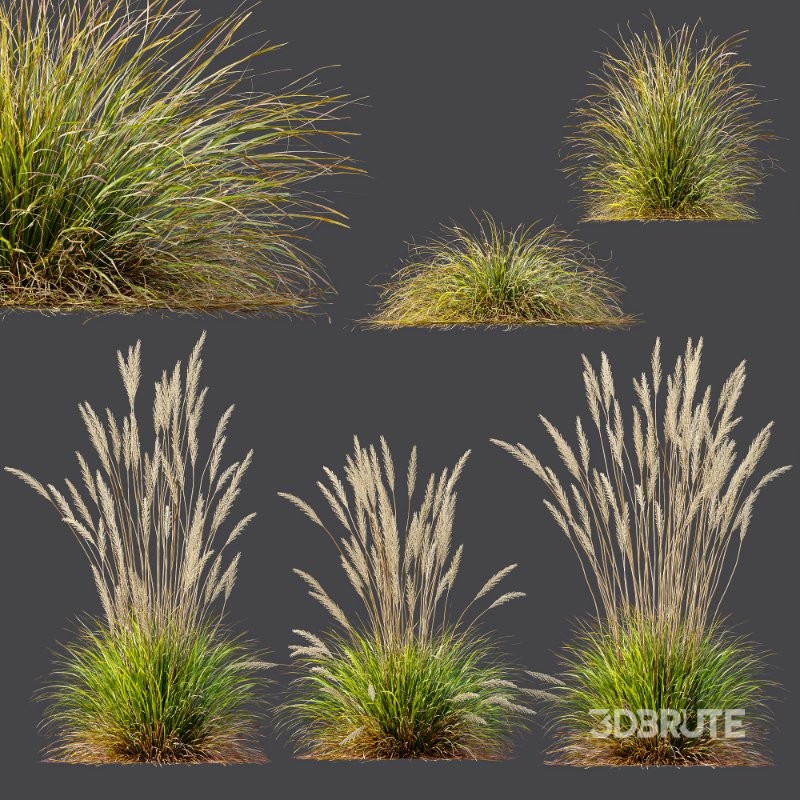 ntal grass set. Featuring the iconic Calamagrostis Acutiflora ‘Karl Foerster’—known for its tall, upright plumes—and the soft, arching forms of Stipa Arundinacea (Anemanthele Lessoniana), this collection captures the subtle beauty and dynamic movement of real-world meadow vegetation. Image 6