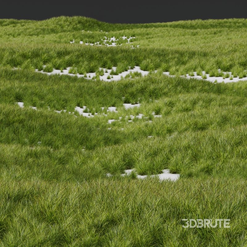 ntal grass set featuring Molinia Caerulea ‘Heidebraut’ (Kleines Pfeifengras) and Carex Elata ‘Aurea’. This combination blends the tall, upright flowering stems of Molinia with the dense, arching, golden-green foliage of Carex, creating a balanced and visually rich planting that works beautifully in contemporary gardens, parks, naturalistic landscapes, and architectural visualizations. Image 9