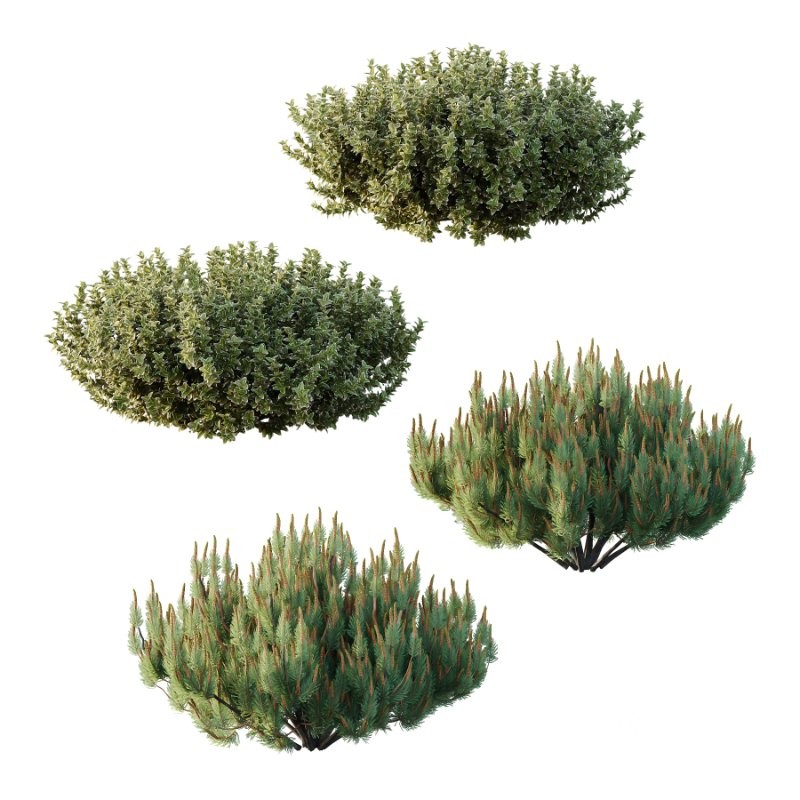 Diffrent Bush 02 Pinus Mugo Frutices Fortescue Euonymus Image 1