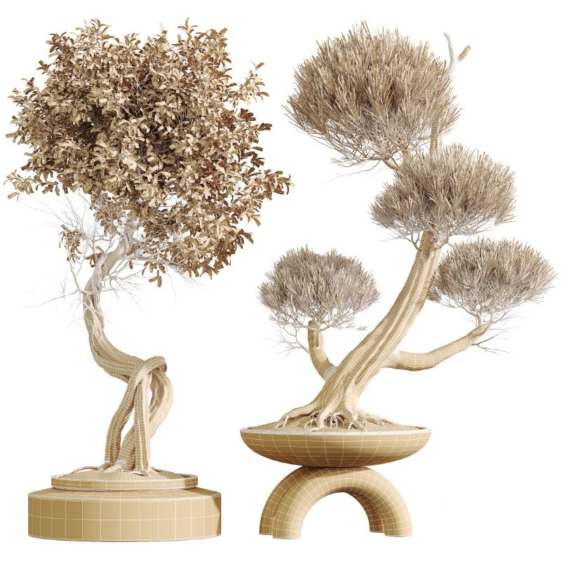 AV Indoor Plants Set 421 Ficus Microcarpa Bonsai Ginseng and Bonsai Pinus Pentaphylla Thunbergii Image 5