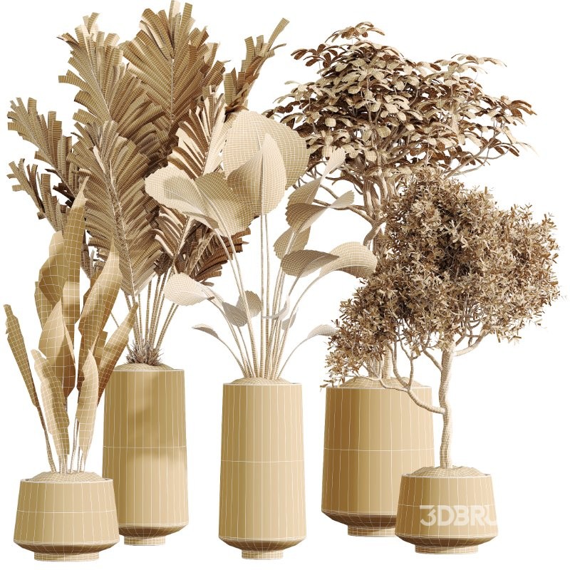 AV Indoor Plants Set 427 Olive Banana Palm Aspidistra Image 8