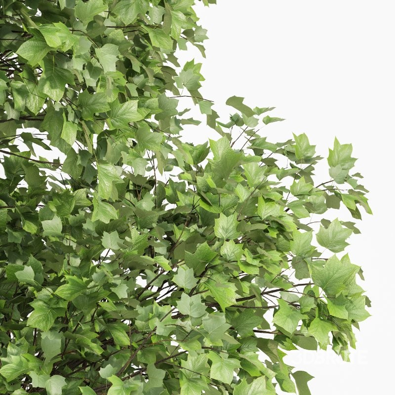 ntal presence that enhances high-end gardens, villa courtyards, and green residential spaces. Image 2