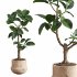 Ficus Elastica Plant Clay Stone Pot - Thumbnail 5