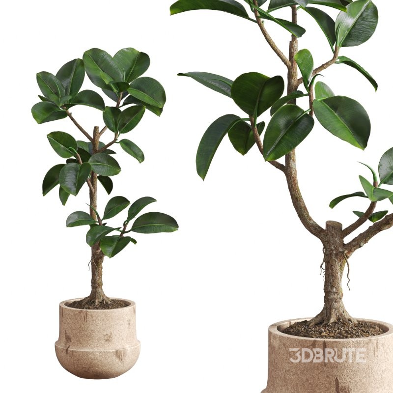 Ficus Elastica Plant Clay Stone Pot Image 5