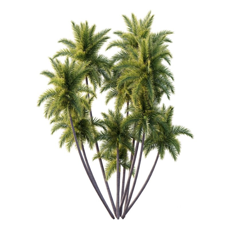 Roystonea Regia Tree 08 Image 2