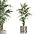 AV Indoor Plants Set 436 Ficus lyrata Areca Cat Reed Palm Ficus Elastica Olive tree Ficus macrocarpa - Thumbnail 1