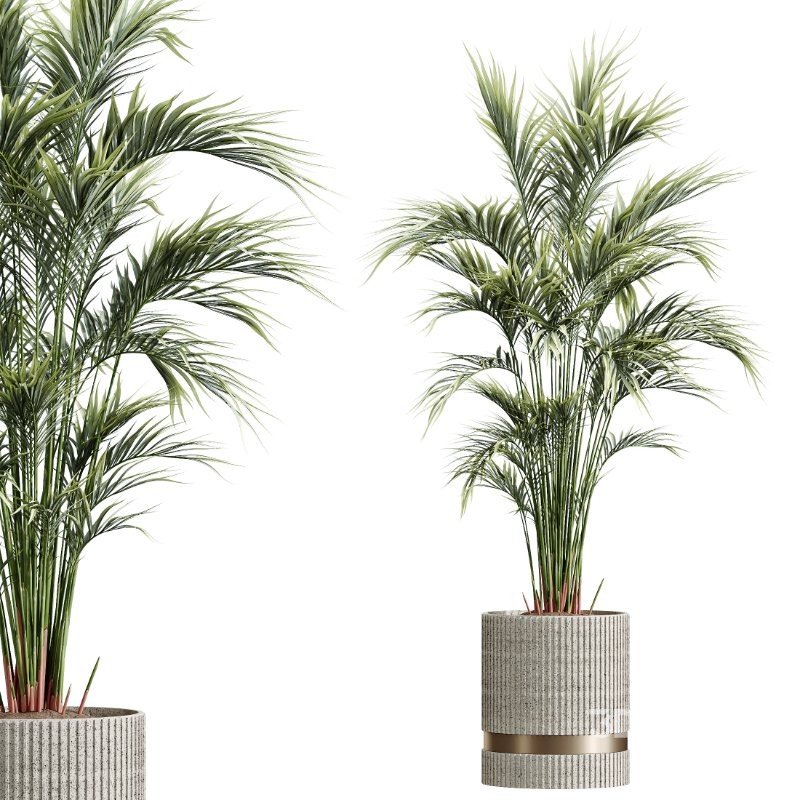 AV Indoor Plants Set 436 Ficus lyrata Areca Cat Reed Palm Ficus Elastica Olive tree Ficus macrocarpa Image 1