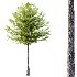 Diffrent Tree Tilia platyphyllos Celtis australis 01 - Thumbnail 4
