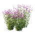 Verbena Bonariensis Plant 01 - Thumbnail 1