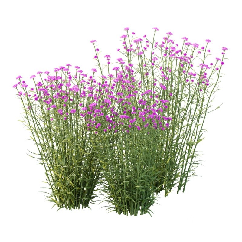 Verbena Bonariensis Plant 01 Image 1