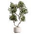 AV Indoor Plants Set 429 Palm Euphorbia Olive Ficus - Thumbnail 1