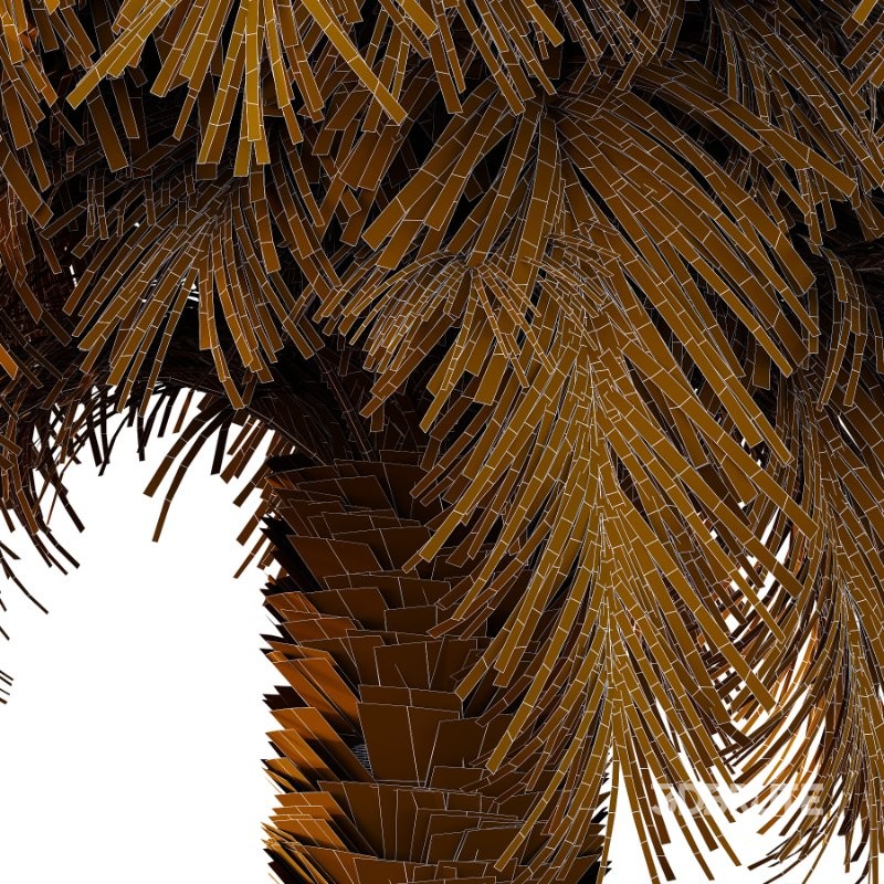 Phoenix roebelenii Palm Trees 02 Image 5