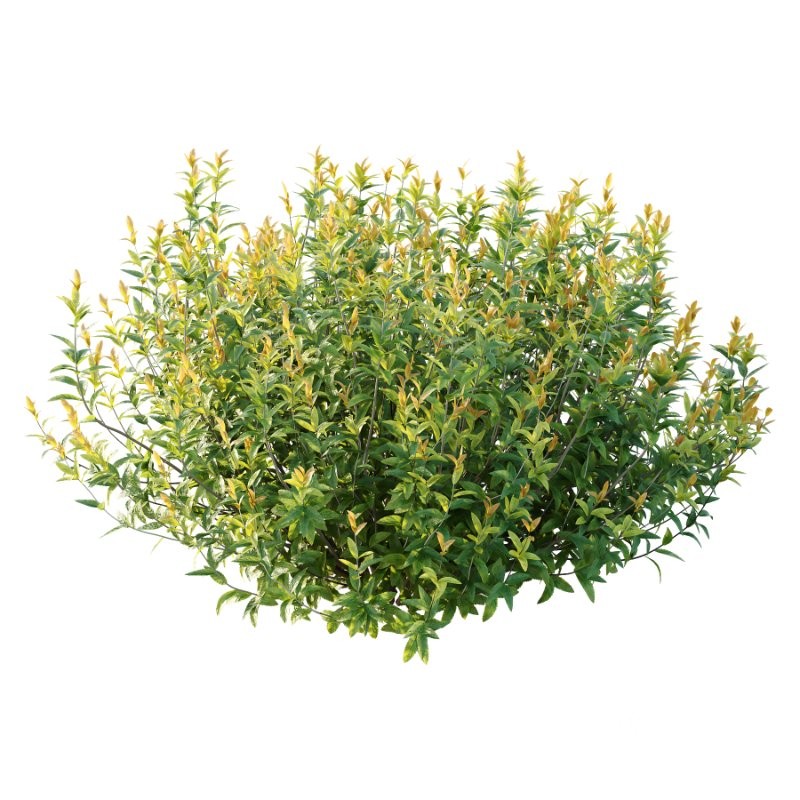 Spirea Japanese Bushes 05 Image 6