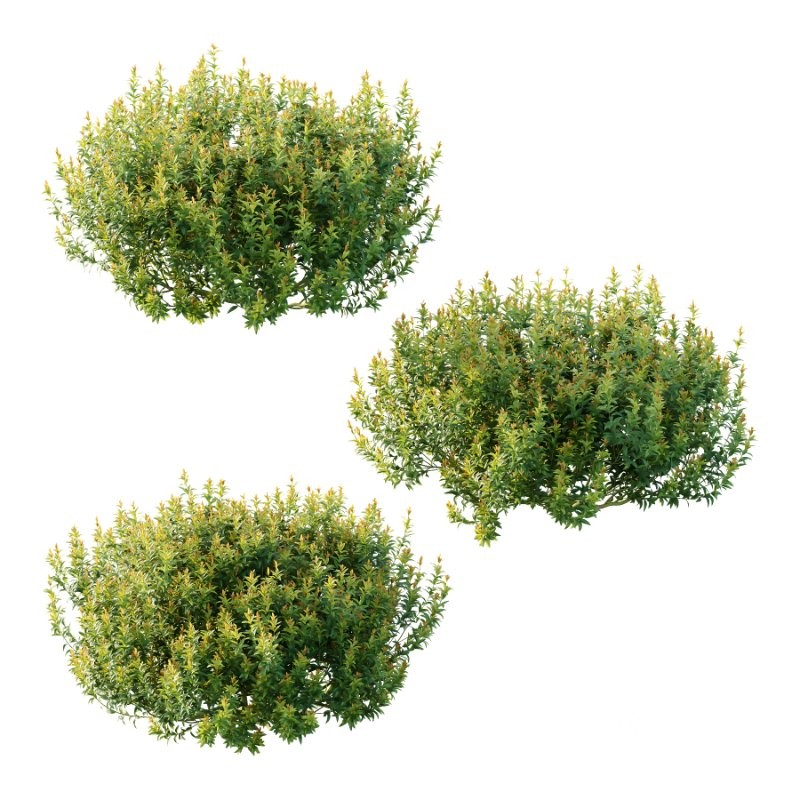 Spirea Japanese Bushes 02 Image 5