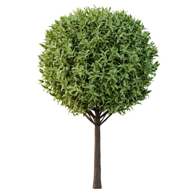 Diffrent Trees 01 Image 2