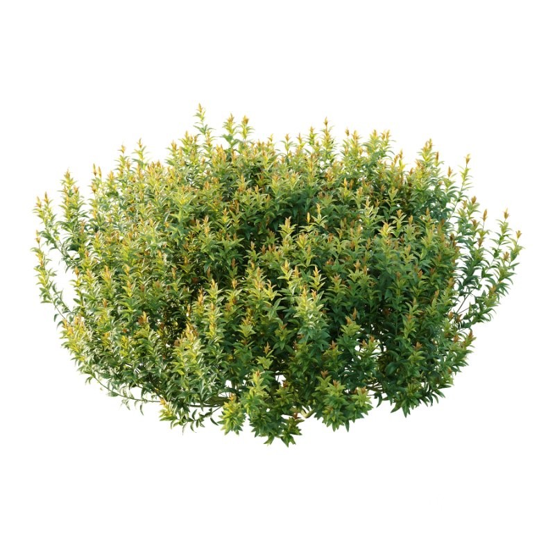 Spirea Japanese Bushes 02 Image 3