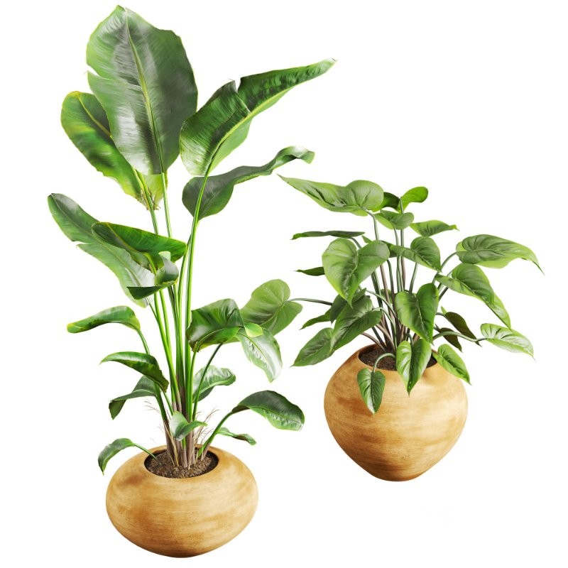 Faux Banana Syngonium in Terracotta Pots Image 4